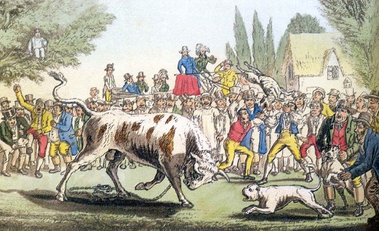 Tethered Bull